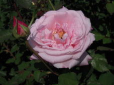 rose-03.jpg