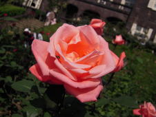 rose-06.jpg
