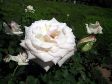 rose-08.jpg