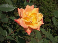rose-09.jpg