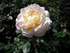 rose-11.jpg
